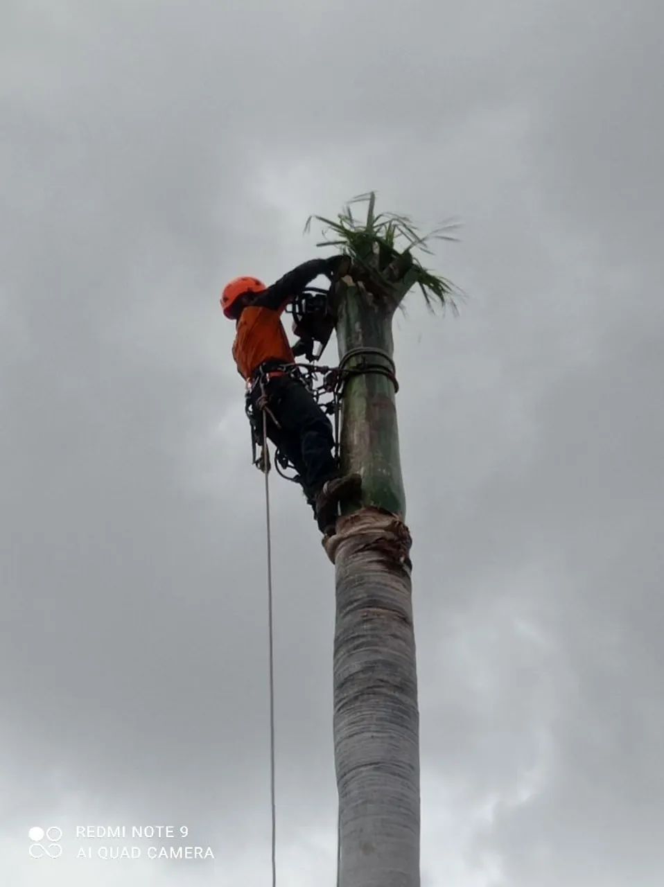 Pode e corte de árvores  - Foto 2