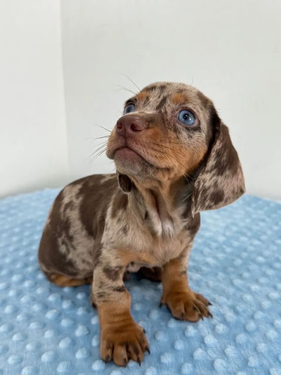 dachshund salsichinha  - Foto 4