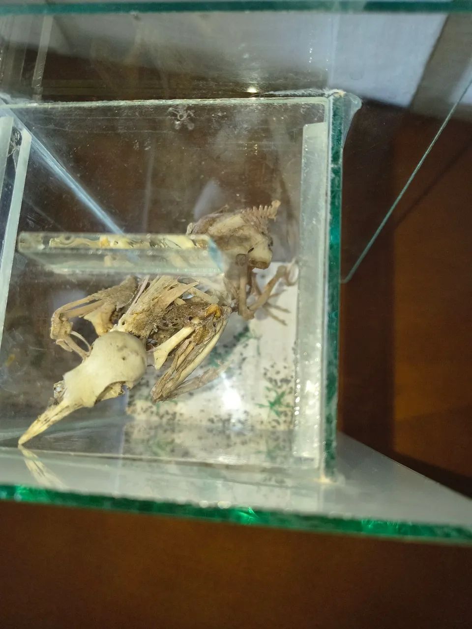 Vendo esqueleto de pássaro colecionador  - Foto 2