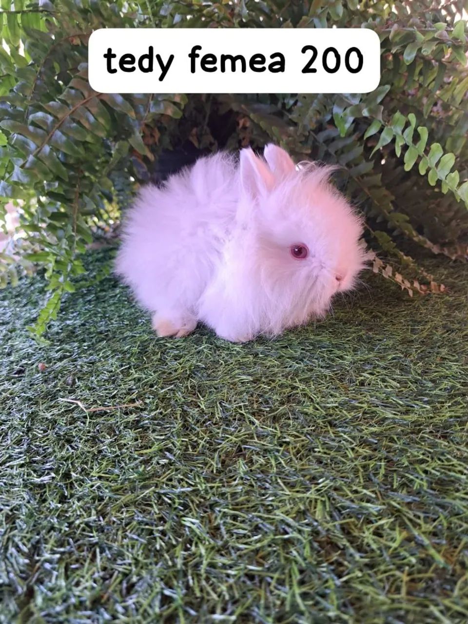mini coelhos diversas cores e raças disponíveis  - Foto 6