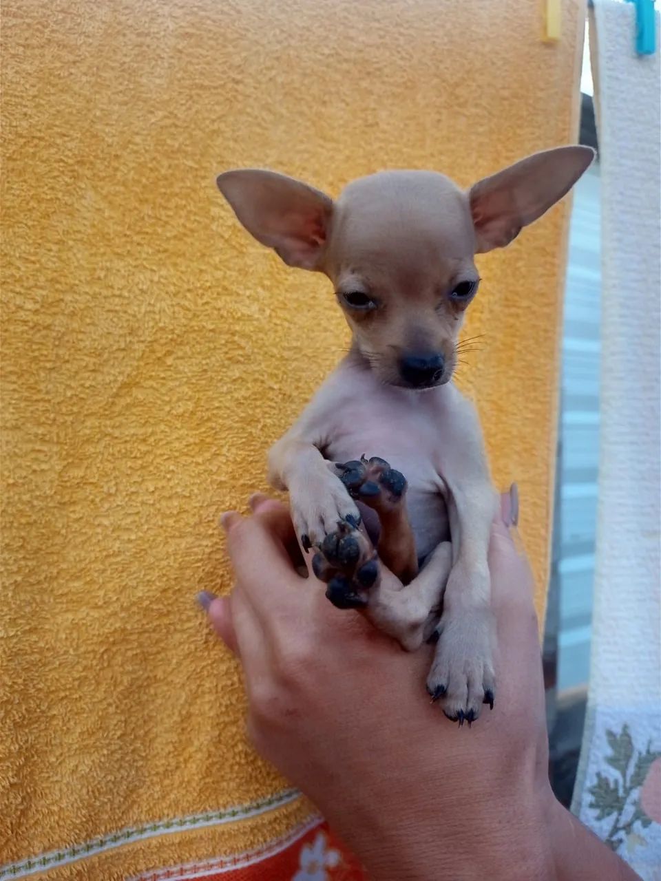 Filhote de Pinscher  - Foto 2