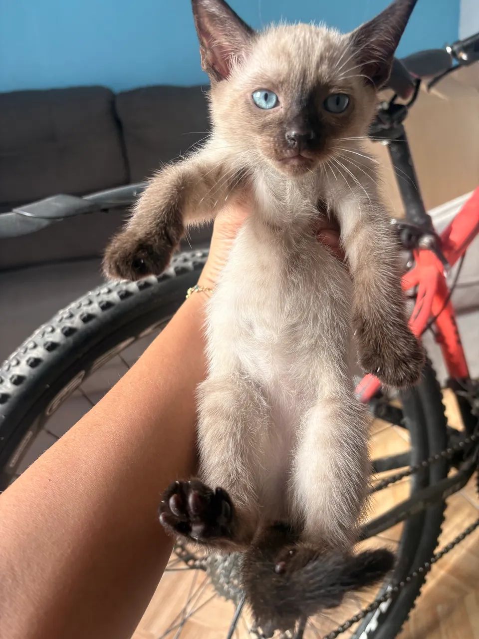 Doação de gatinhas  - Foto 5