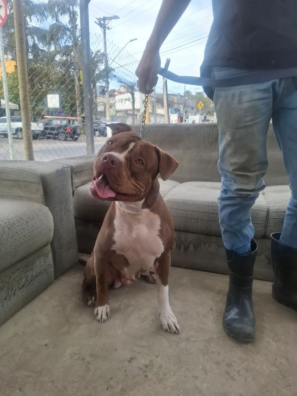 American Pitbull  - Foto 2