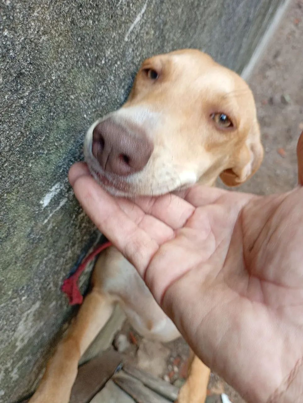 Doação  - Foto 3