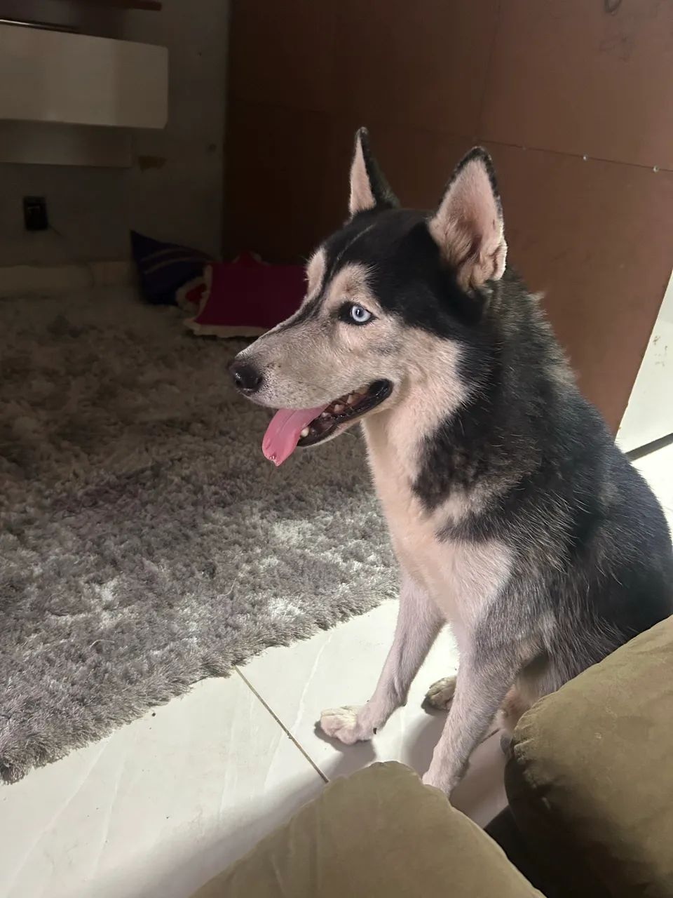 Husky siberiano 