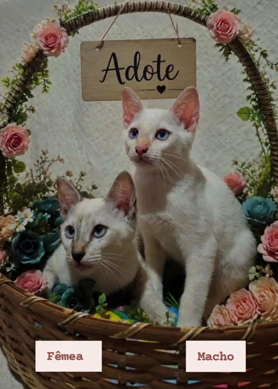 Adote 