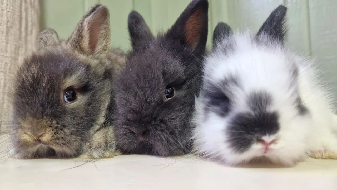 Mini coelhos