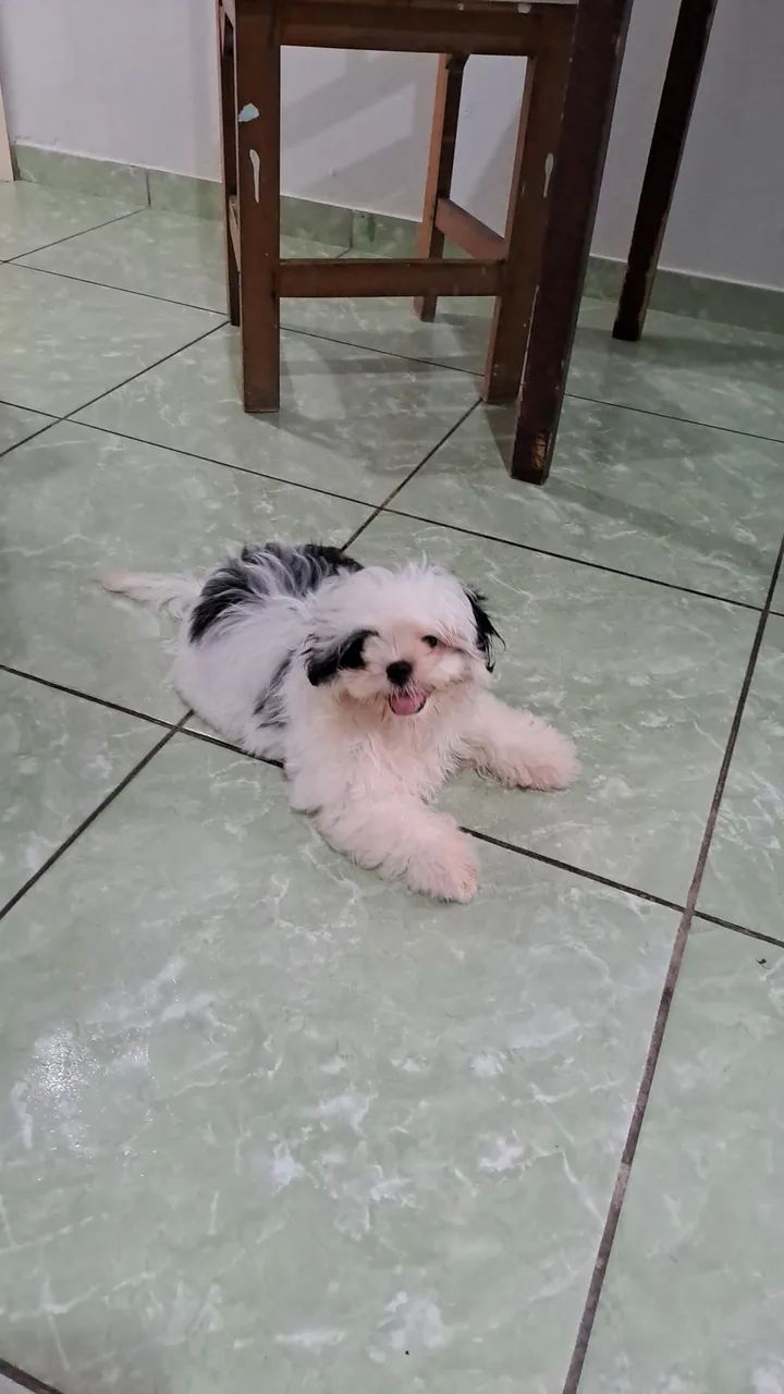 Cachorra 
