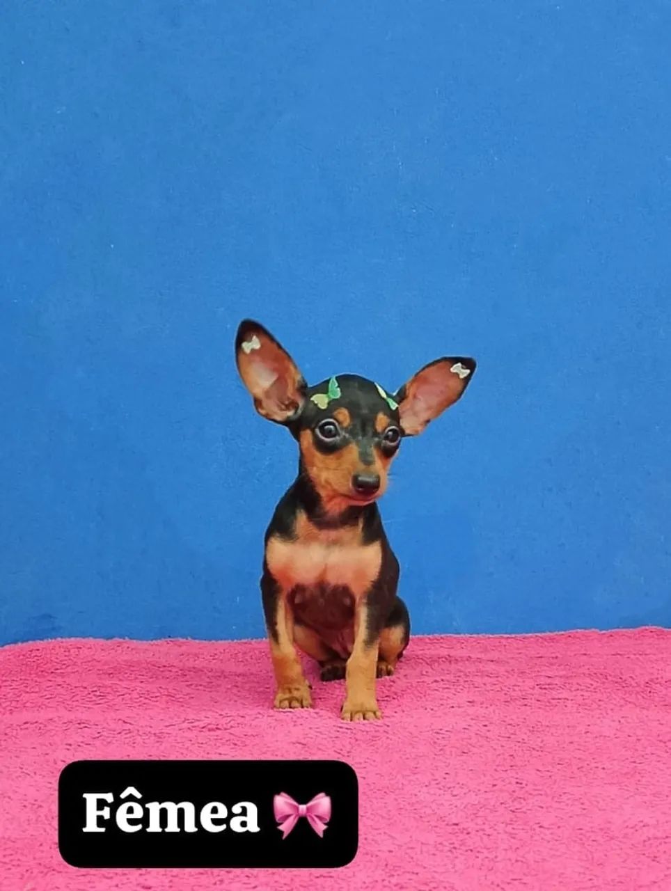 Pinscher com 58 dias lindos 