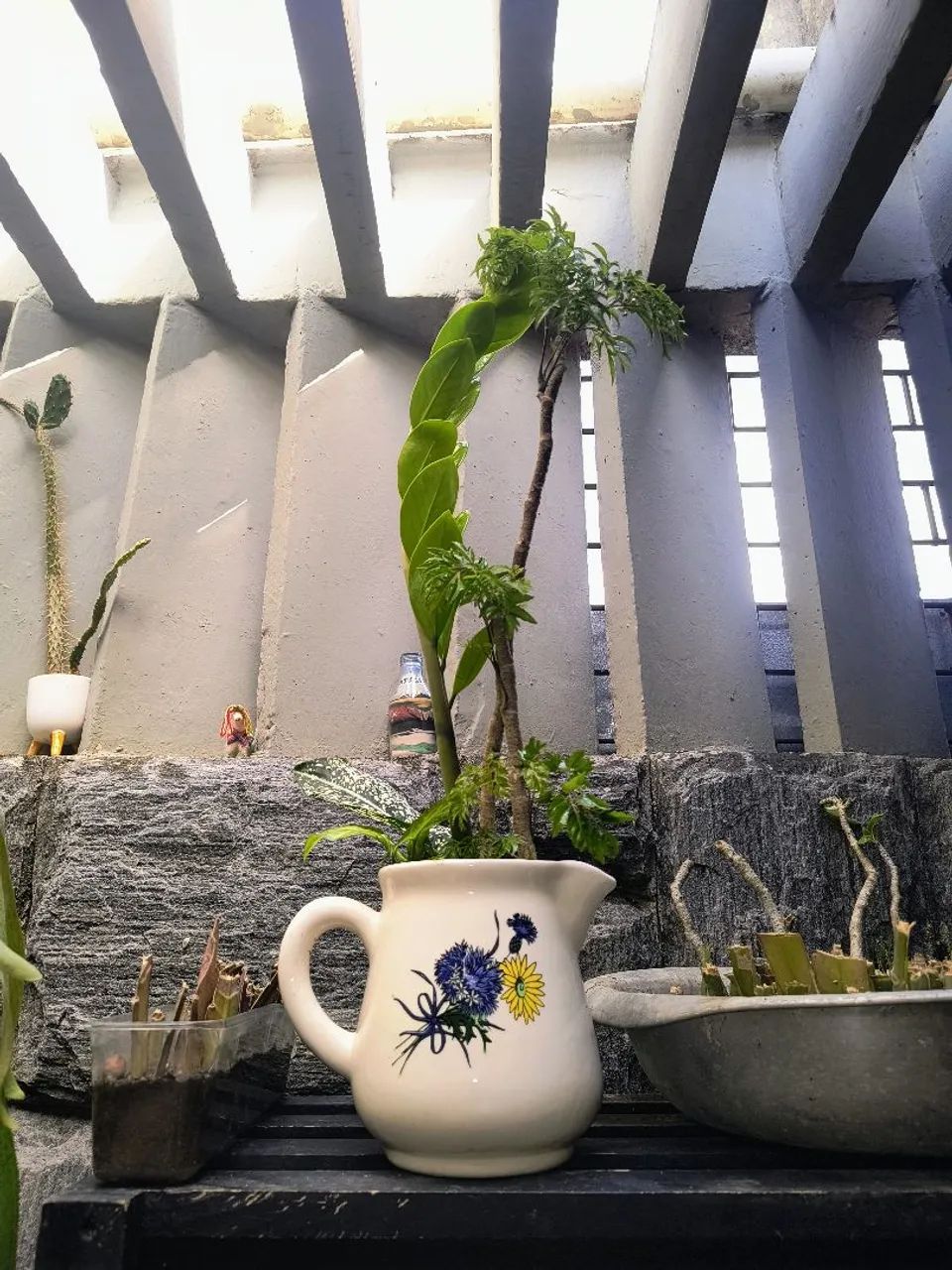 Jarra leiteira com plantas belíssima zamioculca árvore da felicidade singônio aglaonema - Foto 6