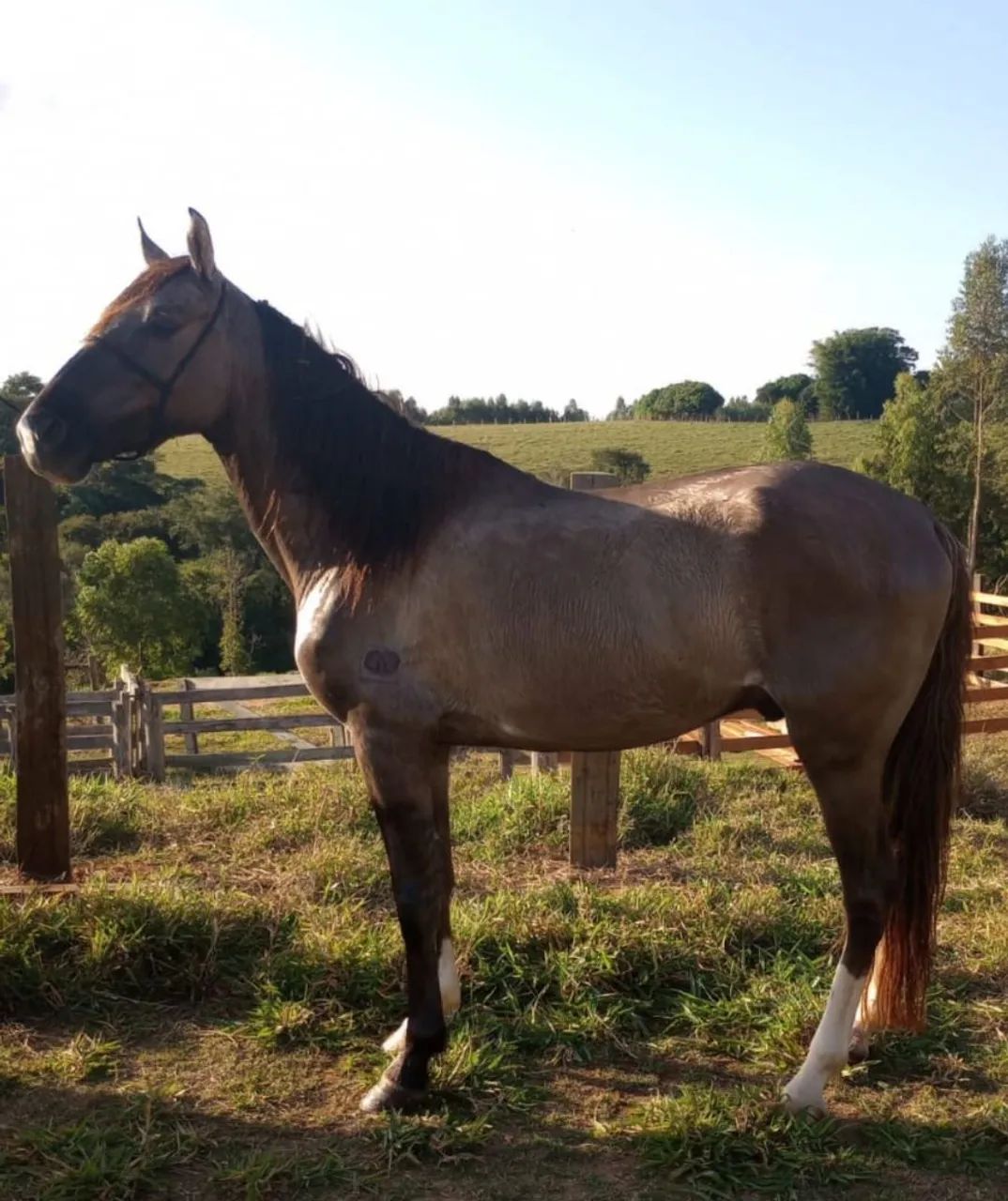 Mangalarga marchador  - Foto 2