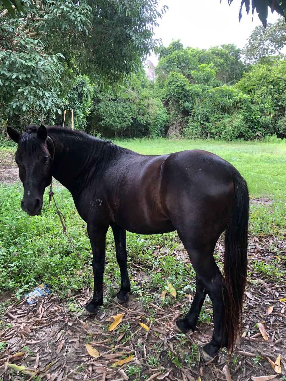 Cavalo 