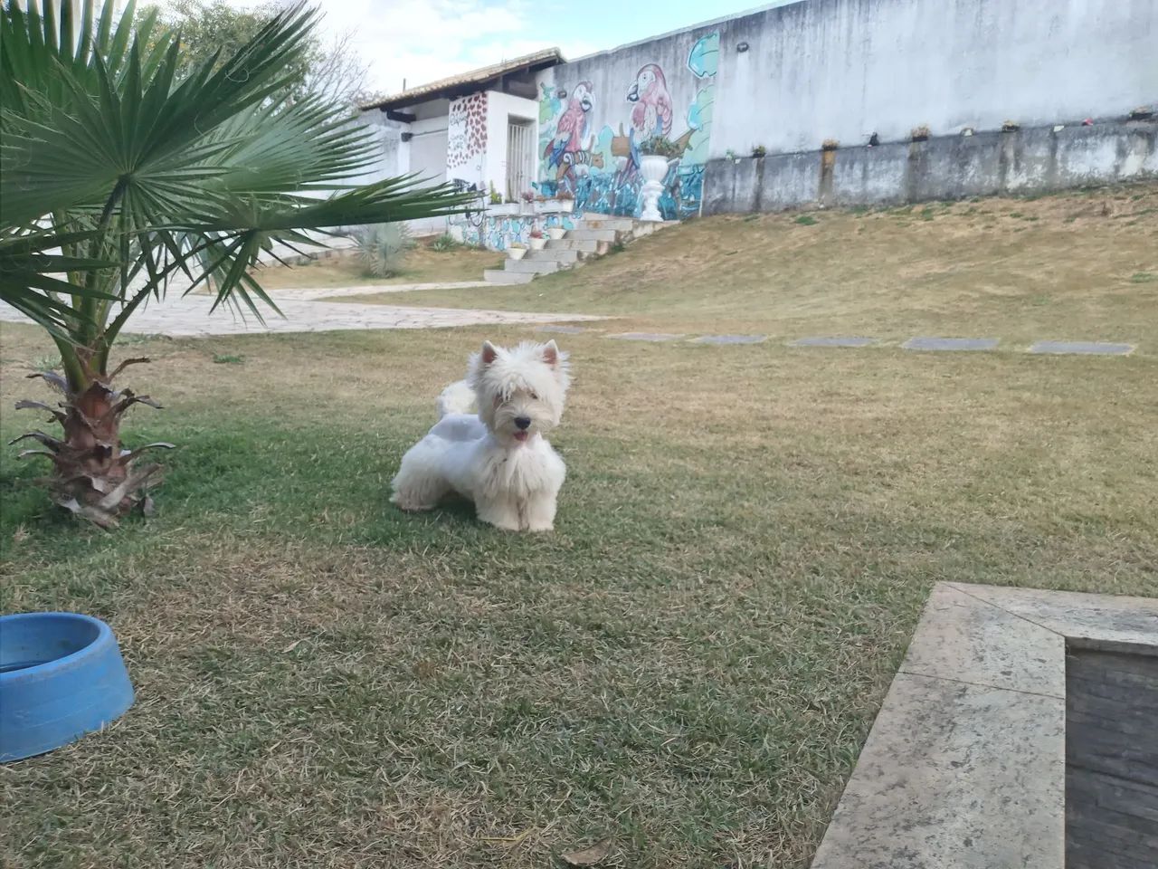 West highland white terrier  - Foto 2