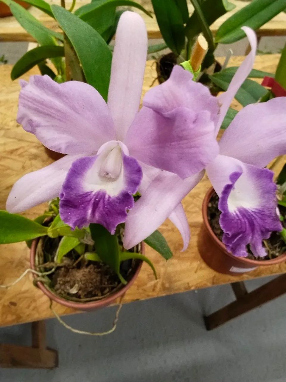 Orquídeas  - Foto 2