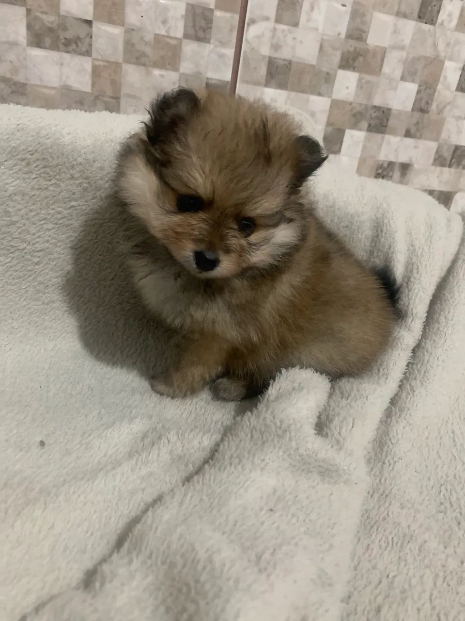 SPITZ ALEMÃO  - Foto 4