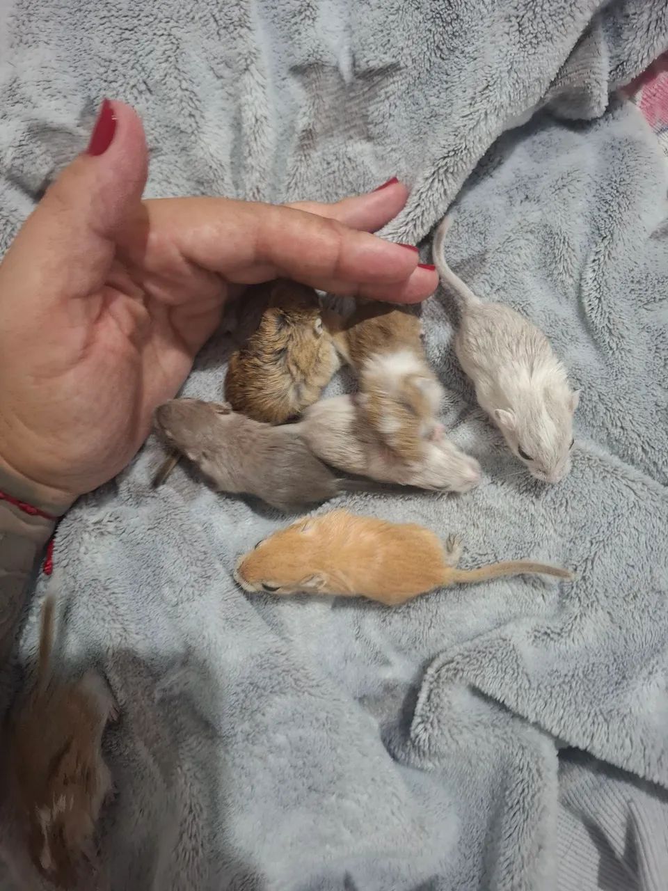 Vendo filhotes de gerbil  puros