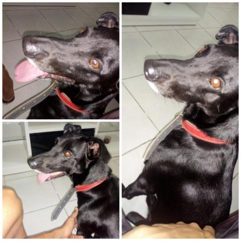Doando cão raça Weimaraner