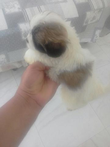 Raça pura!fuja d mistura evite surprezas guando crescer