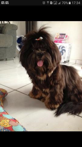 Shih-tzu (LER DESCRIÇÃO)