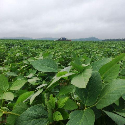 Fazenda 470 ha com 300 em Lavoura Matupá MT