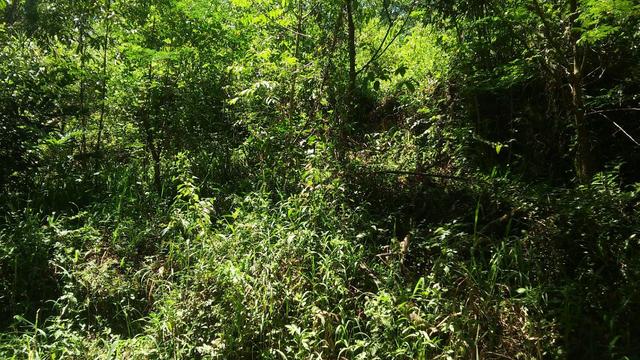 Chácara c/1,3 ha, Morro dos Barretos - Montenegro - 96