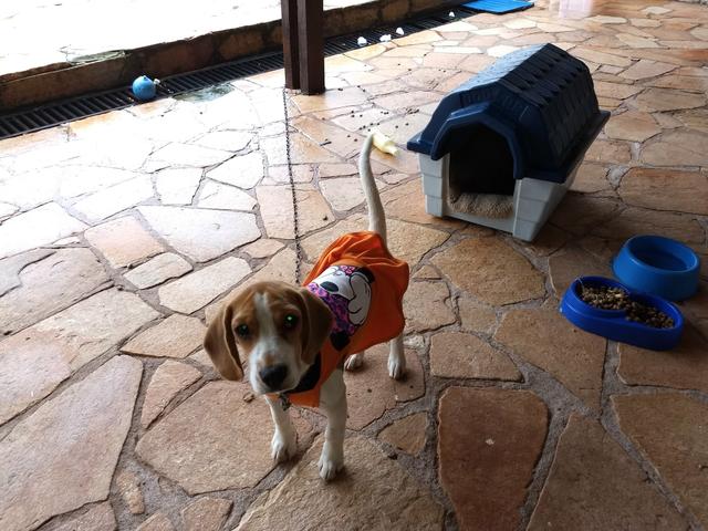 Casinha de cachorro usada tamanho 2