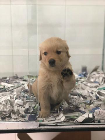 Golden Retriever Lindos filhotes, já vacinados, á pronta entrega