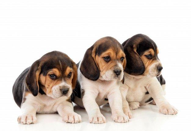Beagle macho seu novo bebezinho