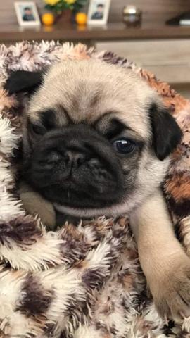 Filhotes pug porte pequeno