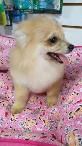 Filhotes de Spitz Alemão