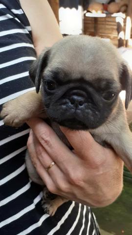 Pug Fêmea