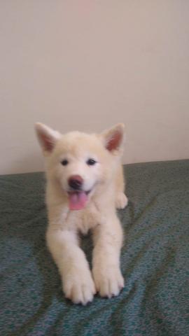 Filhotes de Akita lnu1 - Foto 4