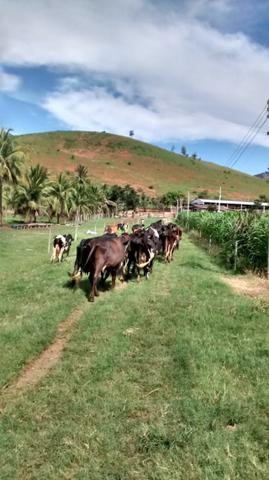 Venda-se ou troco está propriedade de 8.7 alqueires Município cachoeiro Itapemirim/ES - Foto 2