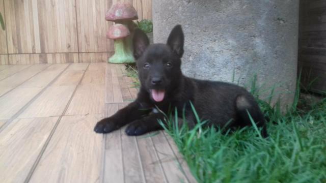 Pastor Belga Malinois 10 x 170,00 - Foto 4