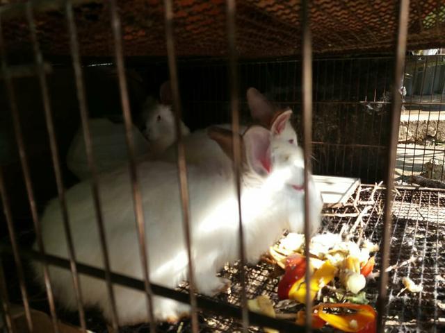 Coelhos - Foto 5