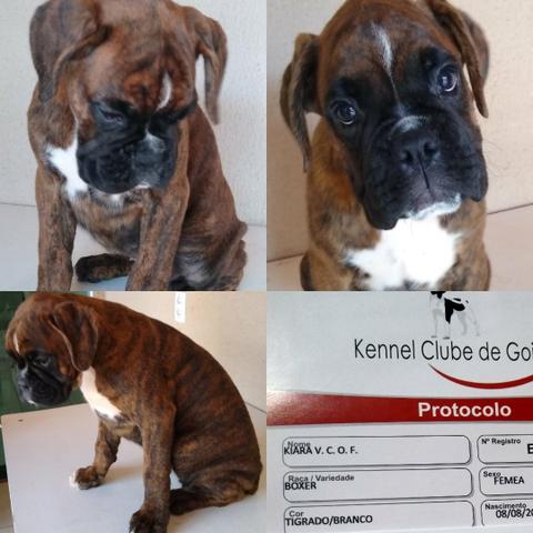 O Verdadeiro Boxer - Foto 4
