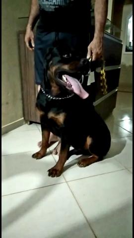 Filhotes de rotweiller,pronta entrega estao com 75 dias,e vacinados com a 2°dose - Foto 5