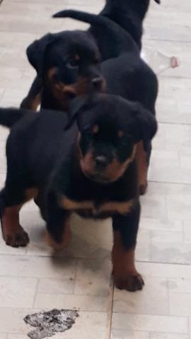 Filhotes de rotweiller,pronta entrega estao com 75 dias,e vacinados com a 2°dose - Foto 3