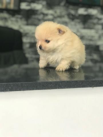 Spitz Alemão tamanho anão padrão ursinho, com suporte veterinário gratuito durante 6 meses - Foto 4