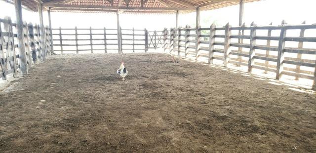 Maravilhosa fazenda na região rural de Baixa Grande Bahia, a 150 km de Feira de Santana - Foto 18