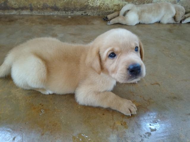 Labrador - Foto 2