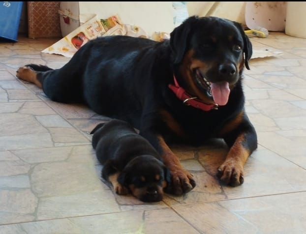 Vendo rottweiler 