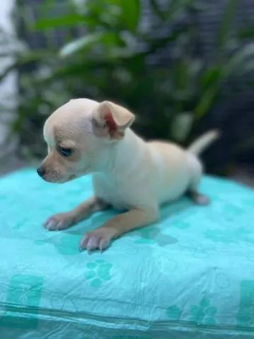 Chihuhua machinho mini - Cachorros e acessórios - Jardim Petrópolis,  Campinas 1260340281