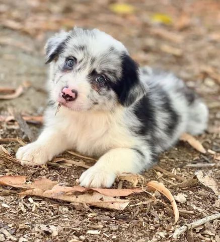 BORDER COLLIE-MG