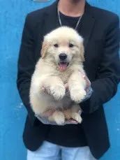 Golden Retriever bem fofinhos $$ - Cachorros e acessórios - Perdizes, São  Paulo 904740490