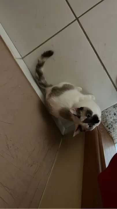 Gatinha Siames carinhosa para adoção