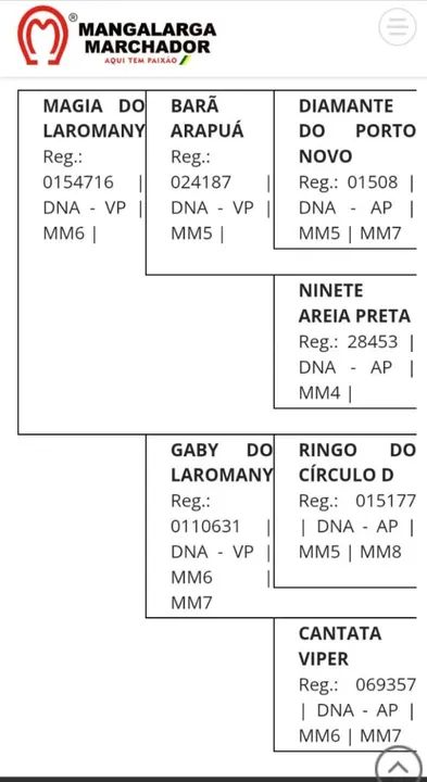 Égua mangalarga marchador  - Foto 5