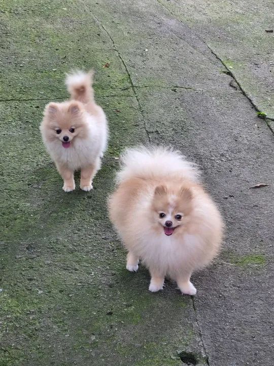 Spitz Alemão/ Lulu da pomerania apartir de 1900 - Foto 4