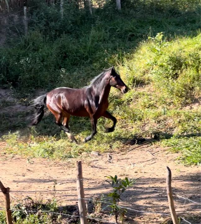 Cavalo Castrado Marcha Picada 9  Anos ( Somente Venda)