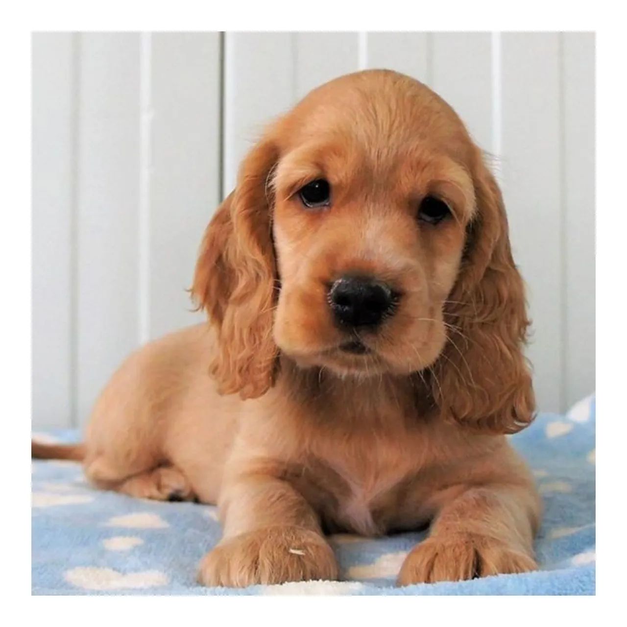Cocker Spaniel Inglês 
